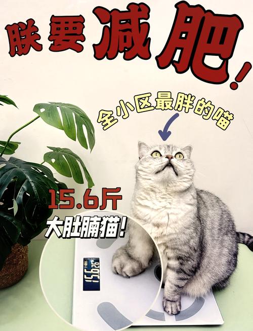 如何快速提升减肥猫等级  快速提升减肥猫等级攻略